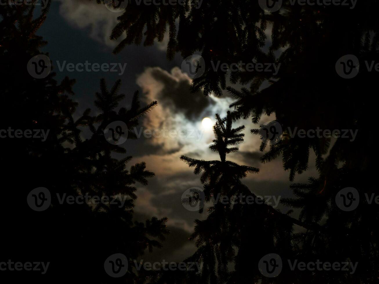 Spruce trees in shining bright moonlight photo