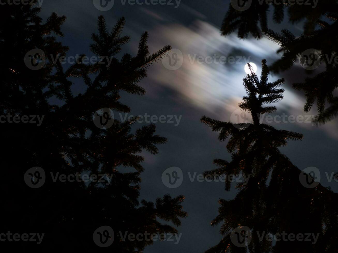 Bright moonlight over spruce trees photo