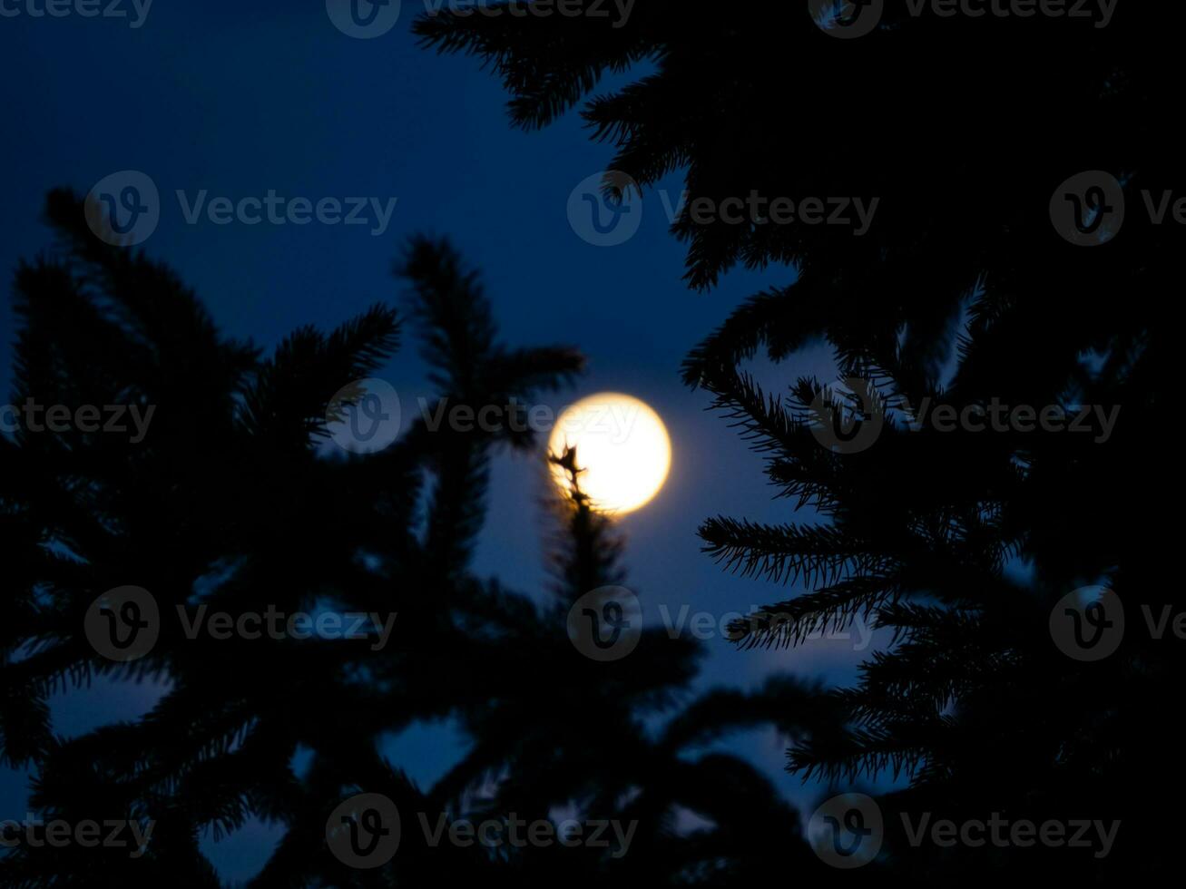 Spruce branches silhouette in bright moonlight photo