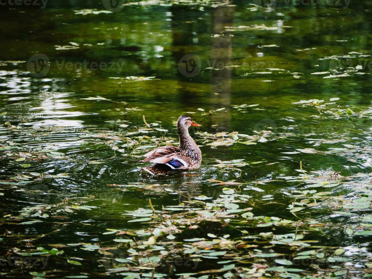 Beautiful female duck in green pond photo