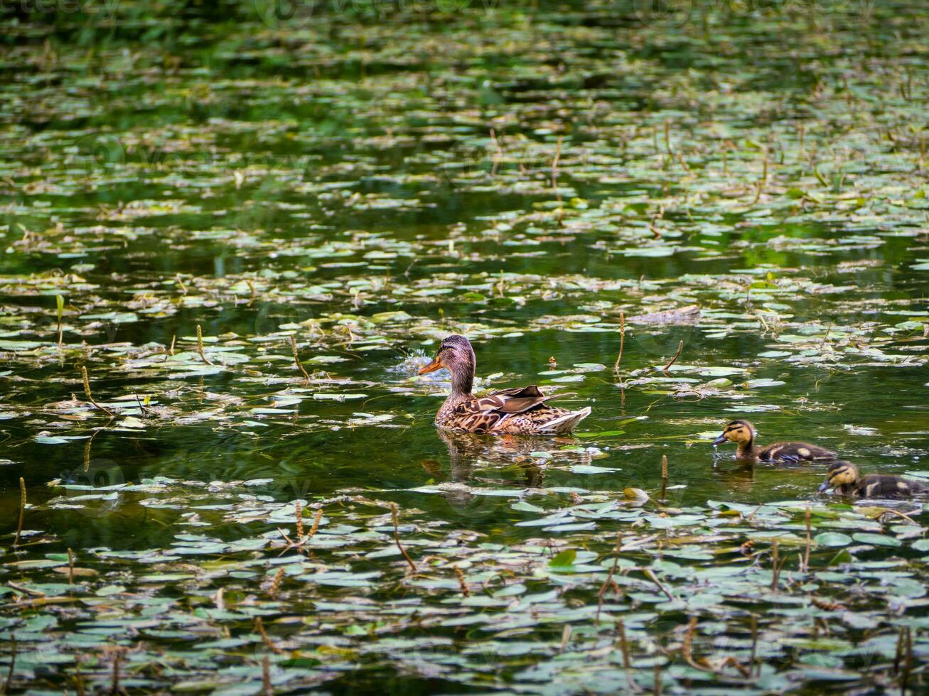 Mother duck with her tow ducklings following her photo