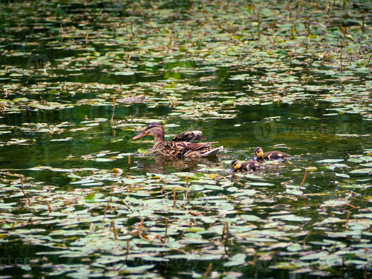 Mother duck with her tow ducklings following her photo