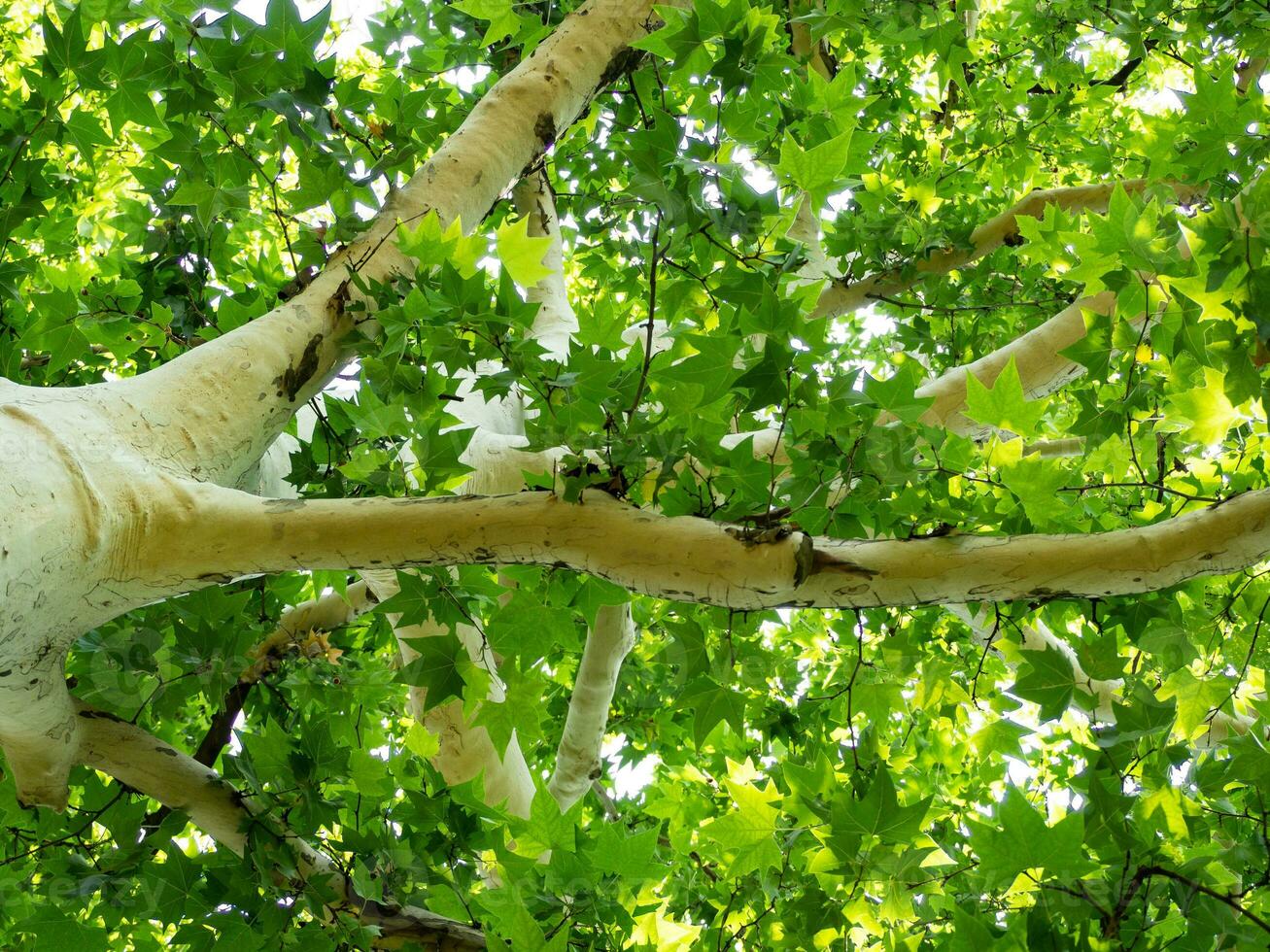 Beautiful white sycamore tree with bright green leaves - shot from below photo
