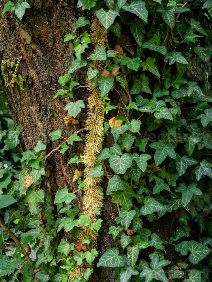 Closeup shot of the tree fully covered in vines photo