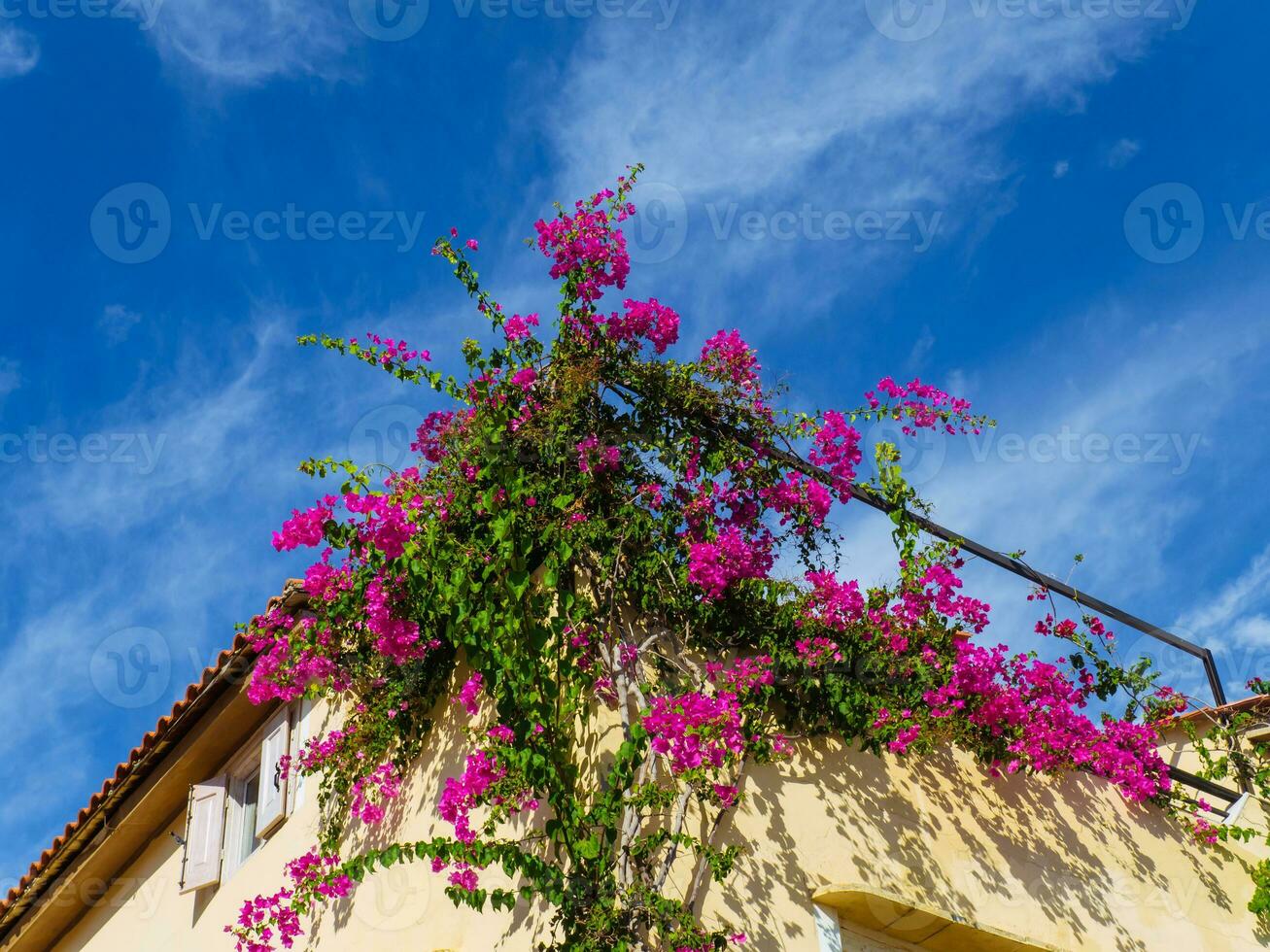 Beautiful purple Bougainvillea flowers growing on the side of the house 31203243 Stock Photo at