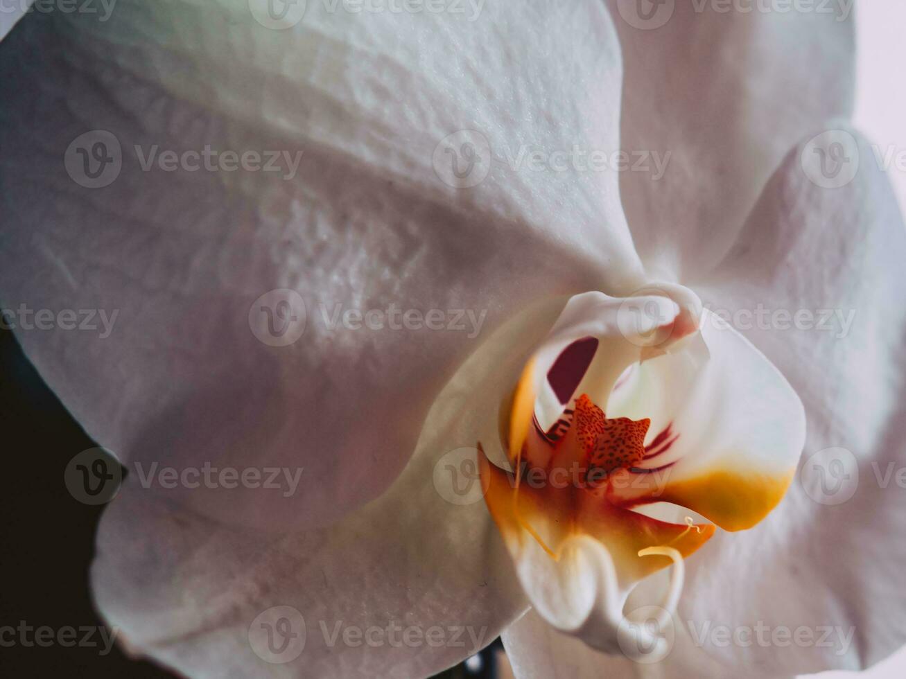 White orchid - extreme closeup shot - fall colors photo