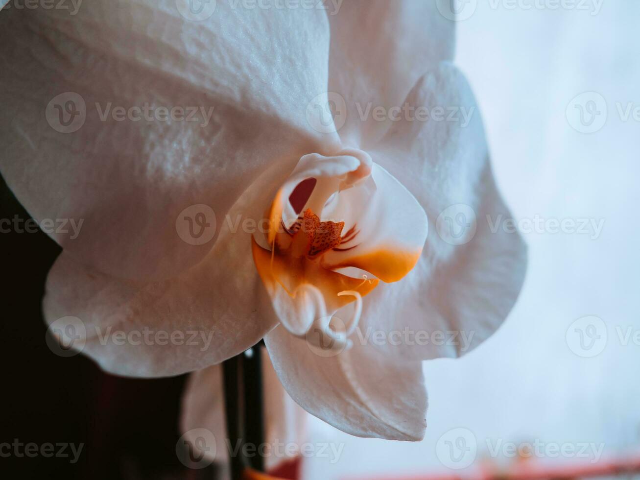 White orchid - closeup shot - fall colors photo