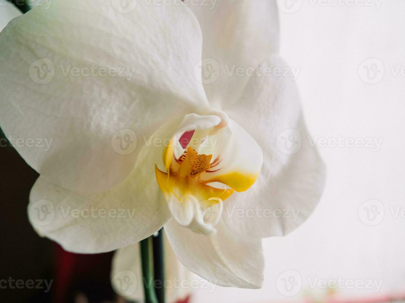 White orchid flower - closeup shot photo