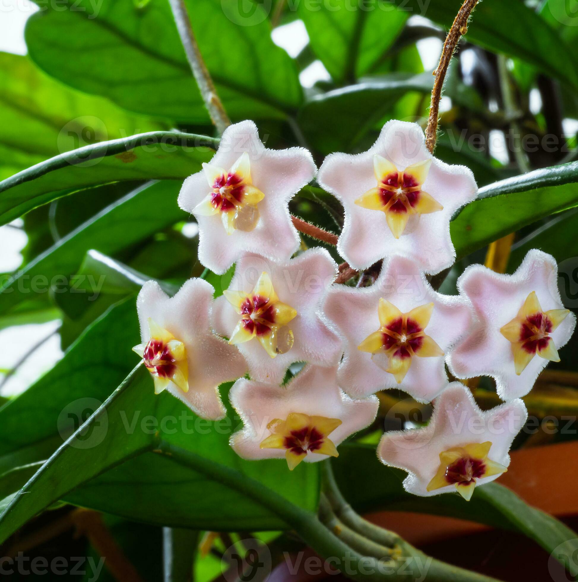 Small five pointed star flowers of the wax plant 31203269