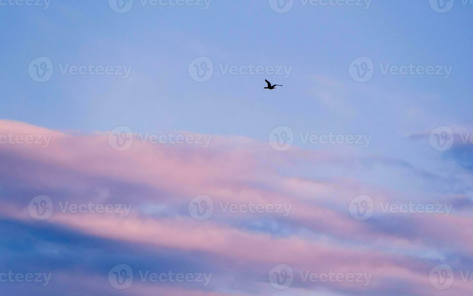 Black wild duck in flight - pink and blue clouds photo