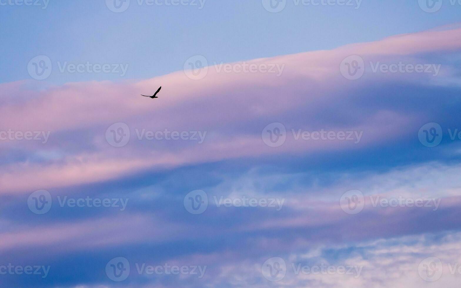 Black wild duck flying - pink and blue clouds in the background photo