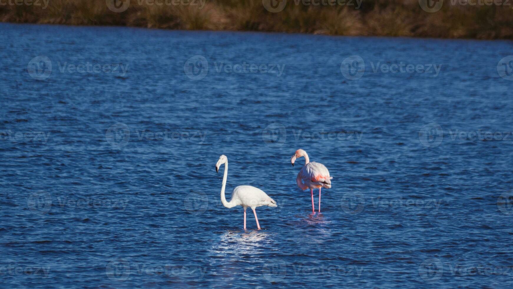 Two young flamingos in a blue lake photo