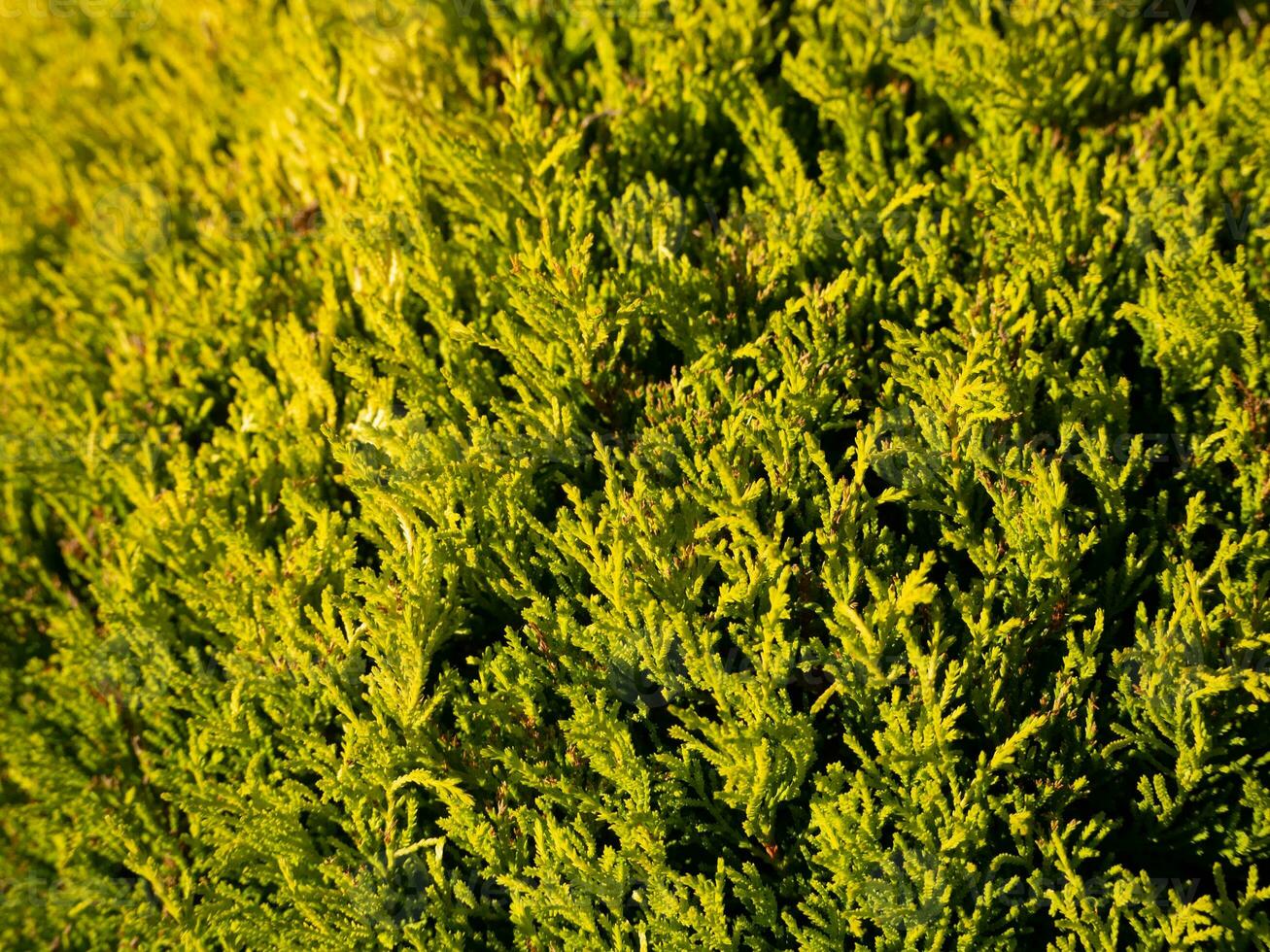 Closeup of hedge bushes and branches photo