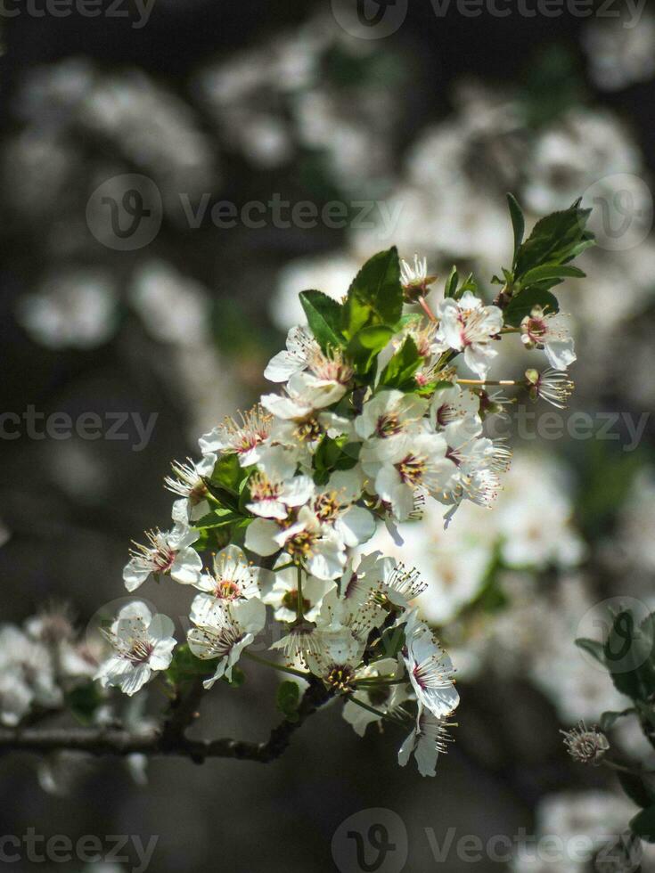 manojo de pequeño blanco flores agrupado juntos en un rama foto