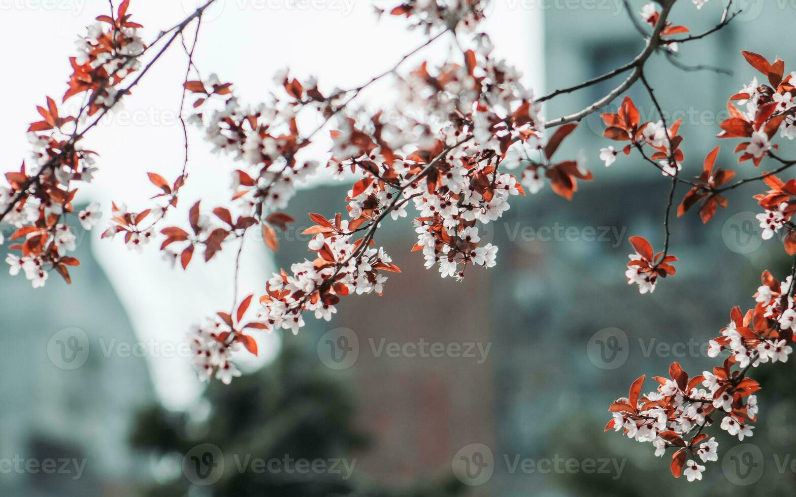 Cherry blosssom flowers in the city photo