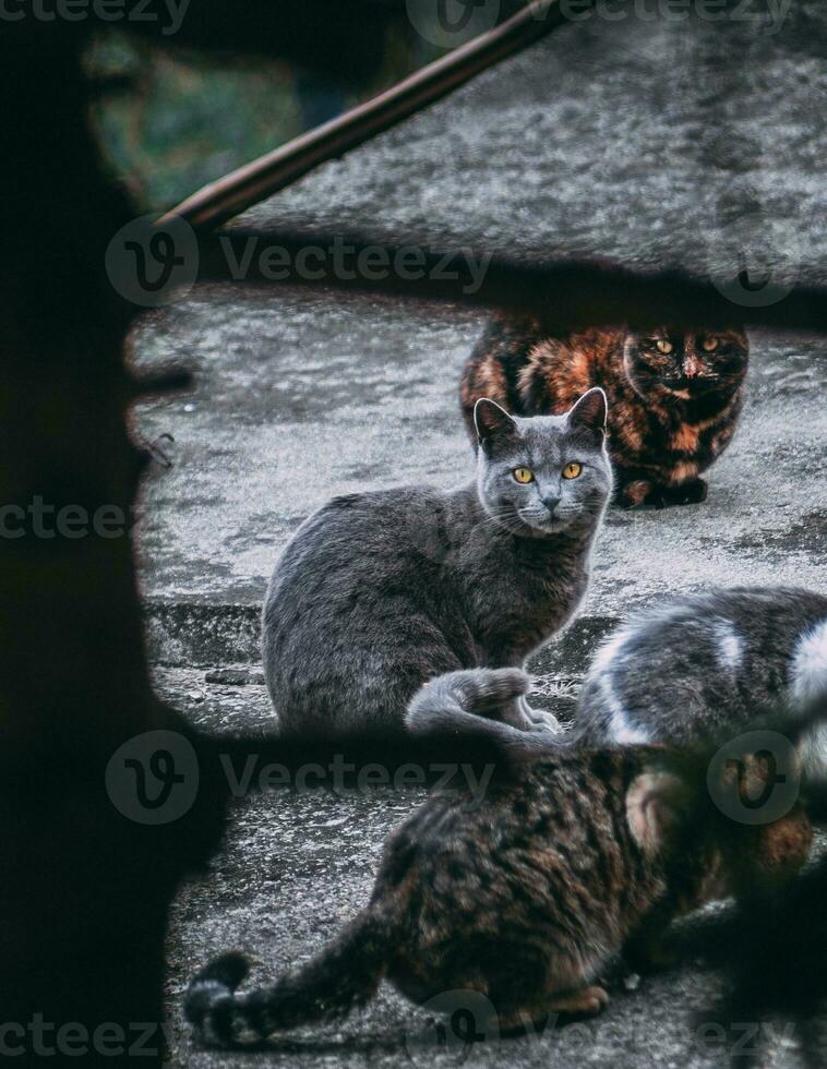 Beautiful four cats - russian blue cat with beautiful yellow eyes photo