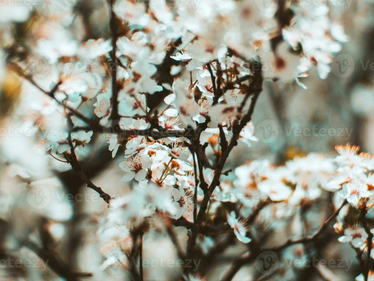 Tree in a full spring bloom - beautiful white flowers photo