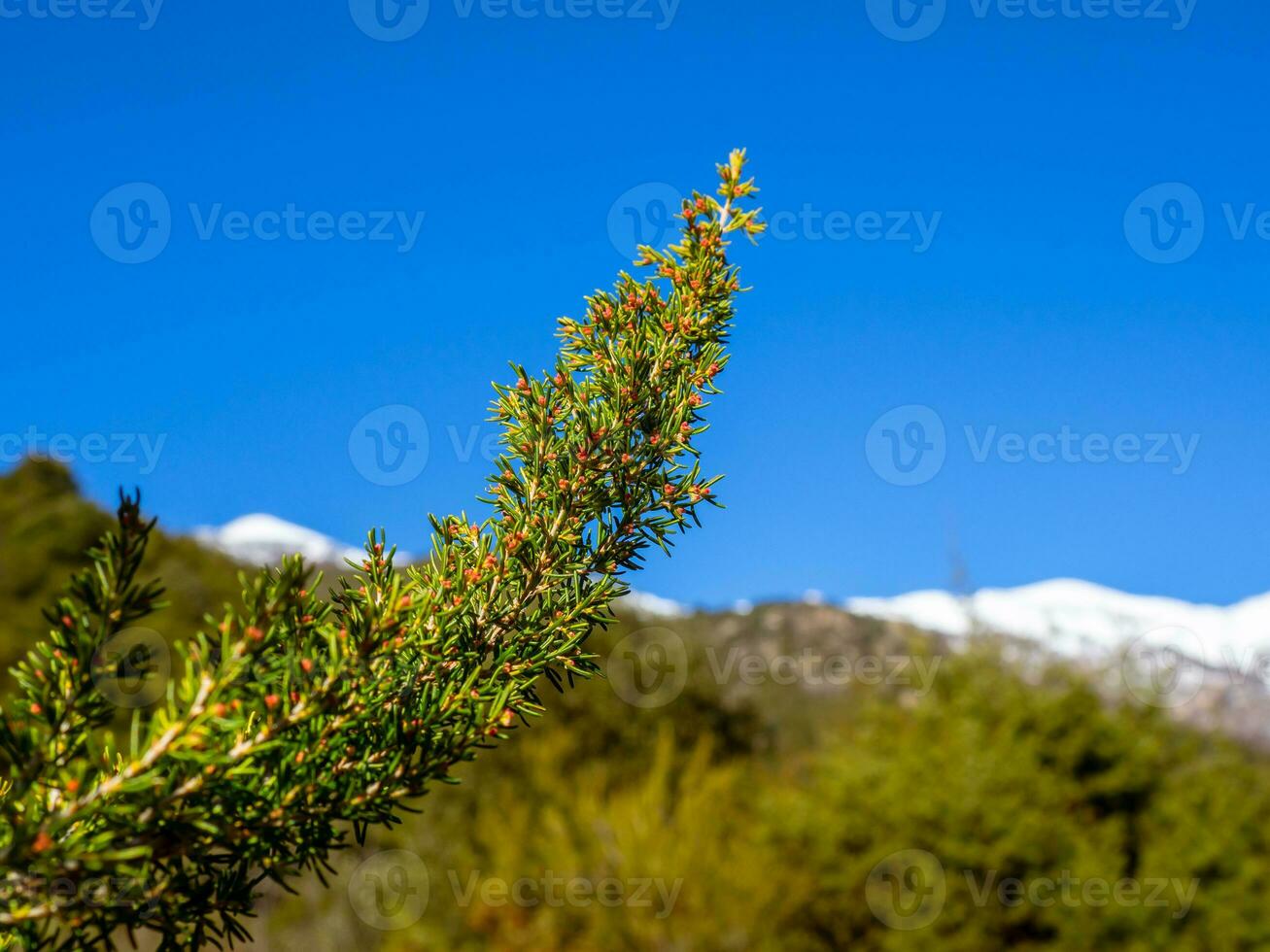 Small spruce sapling branch - snowy mountain tops in the background photo