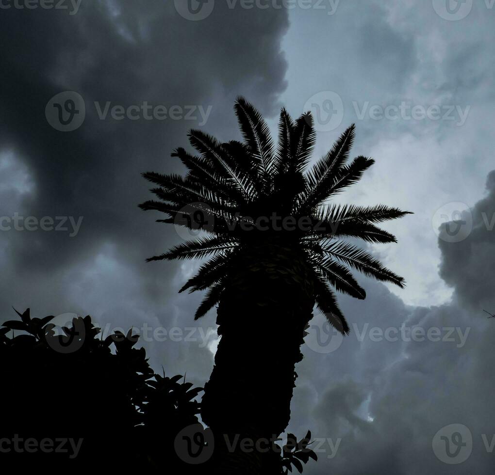 Silhouette of a big palm tree with tropical storm clouds looming over photo