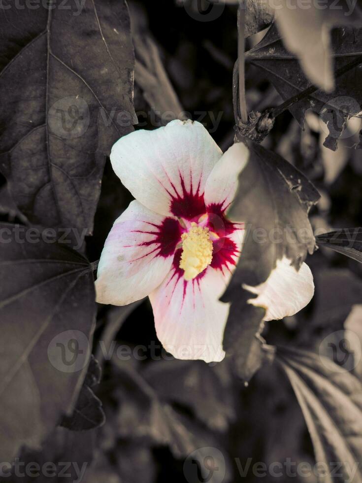 Beautiful Chinese hibiscus flower surrounded ivy leaves photo