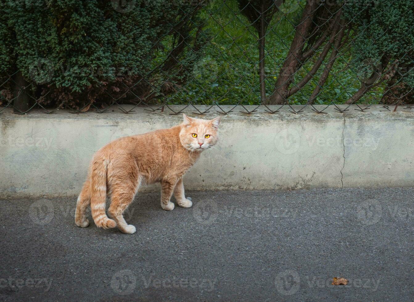 Cool orange stray cat with bright yellow eyes photo