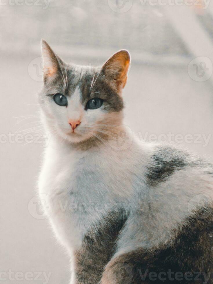 bonito gato con gris y blanco piel y oscuro verde ojos foto