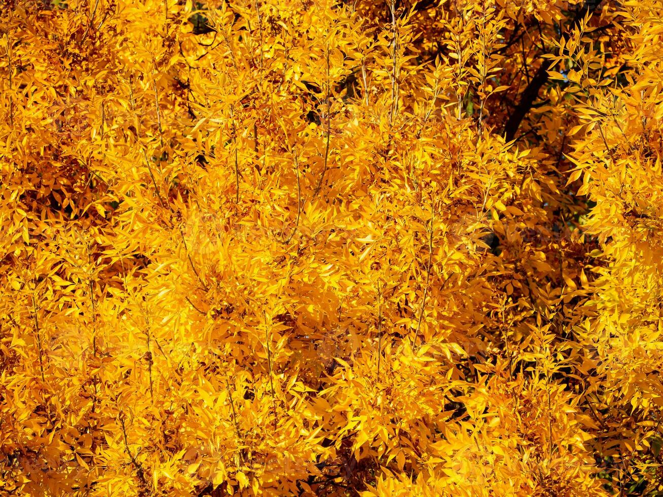 Bright golden yellow foliage in early autumn - beautiful autumn colors photo