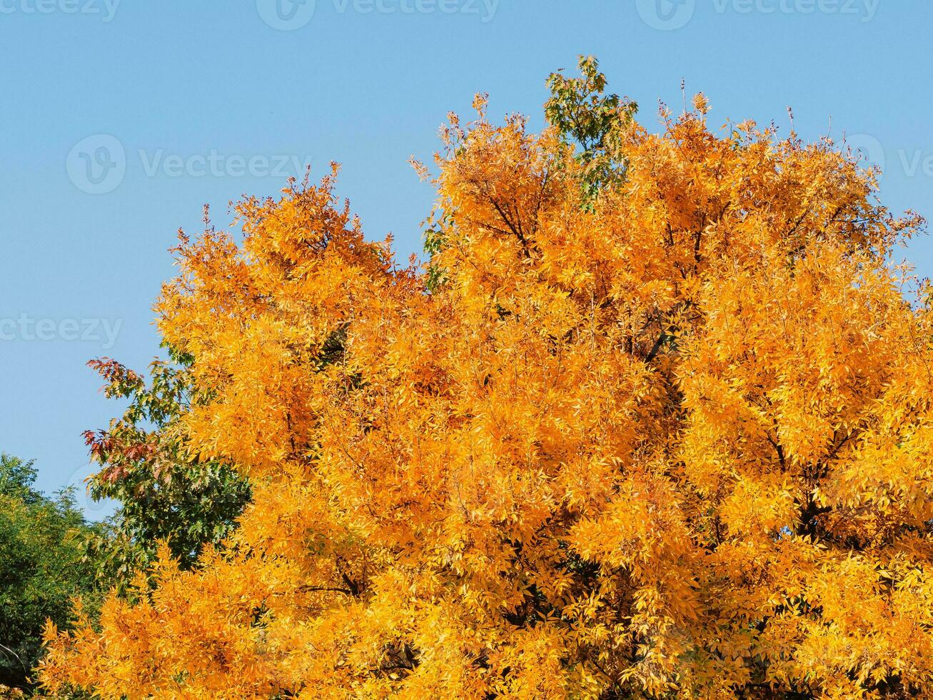 Bright yellow tree - early autumn season photo