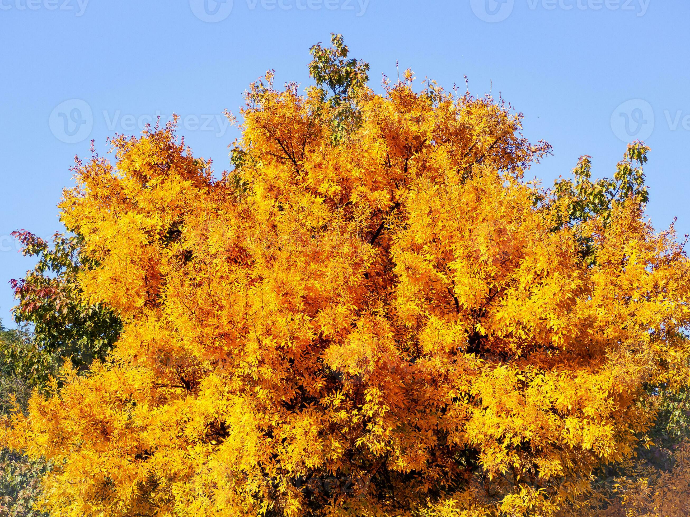 Big yellow tree in early autumn 31203965 Stock Photo at Vecteezy