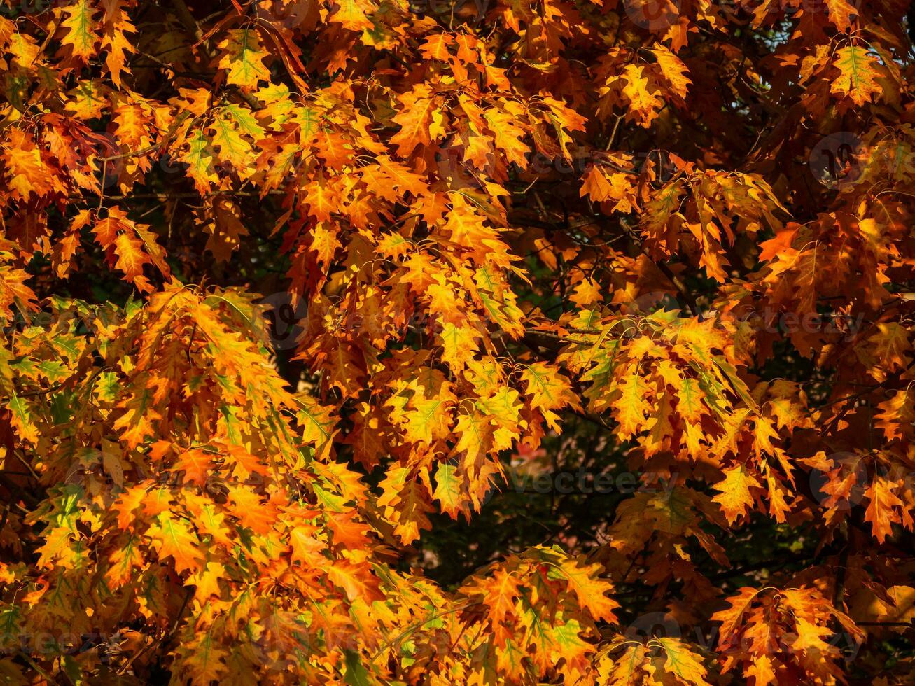 Orange oak leaves in autumn - warm colors of fall photo