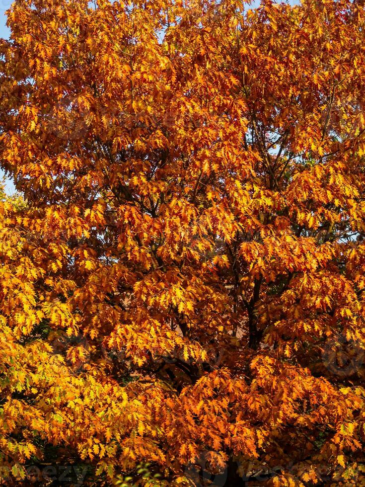roble árbol - otoño colores - naranja hojas foto