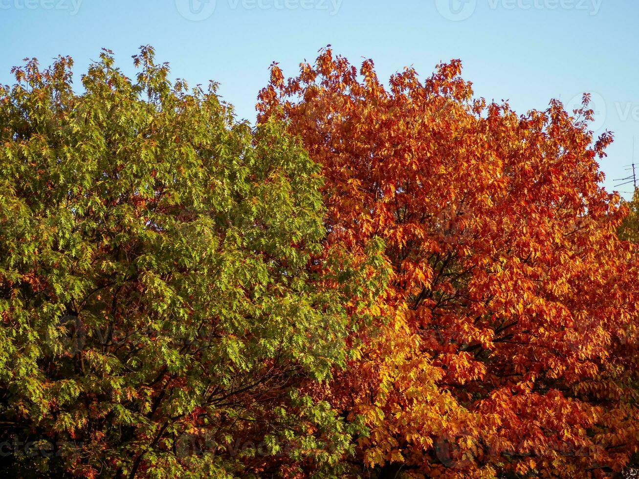 Contrast of color of oak tree leaves in autumn photo