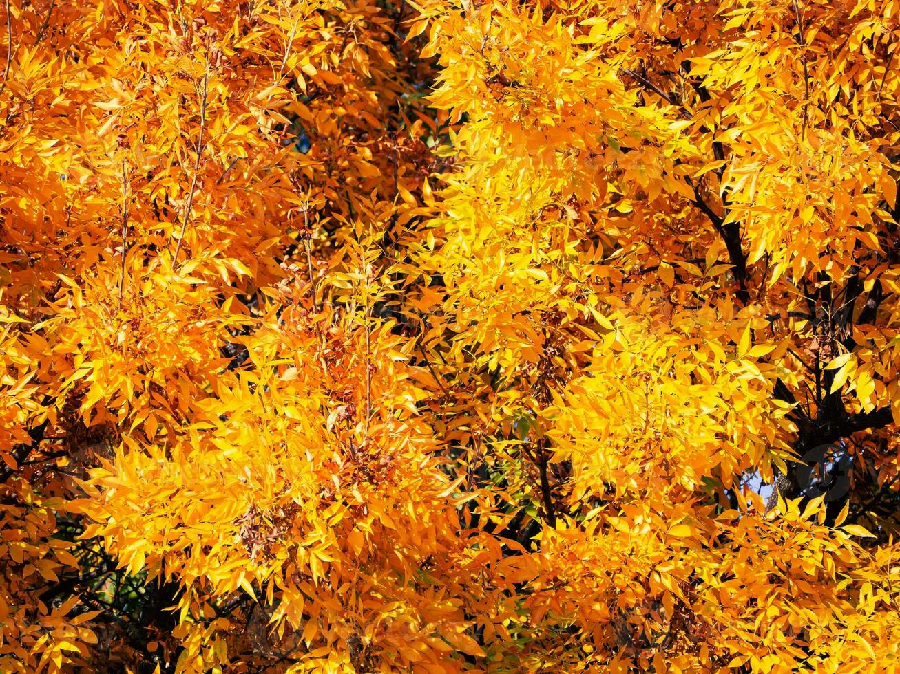 Bright yellow foliage of a japanese maple tree in early autumn photo