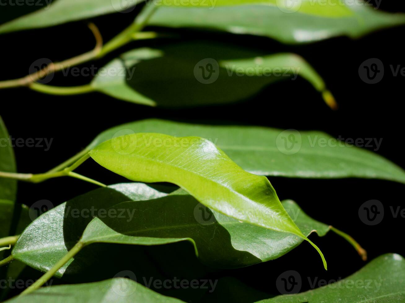 Closeup of fresh green leaves on sunlit morning photo