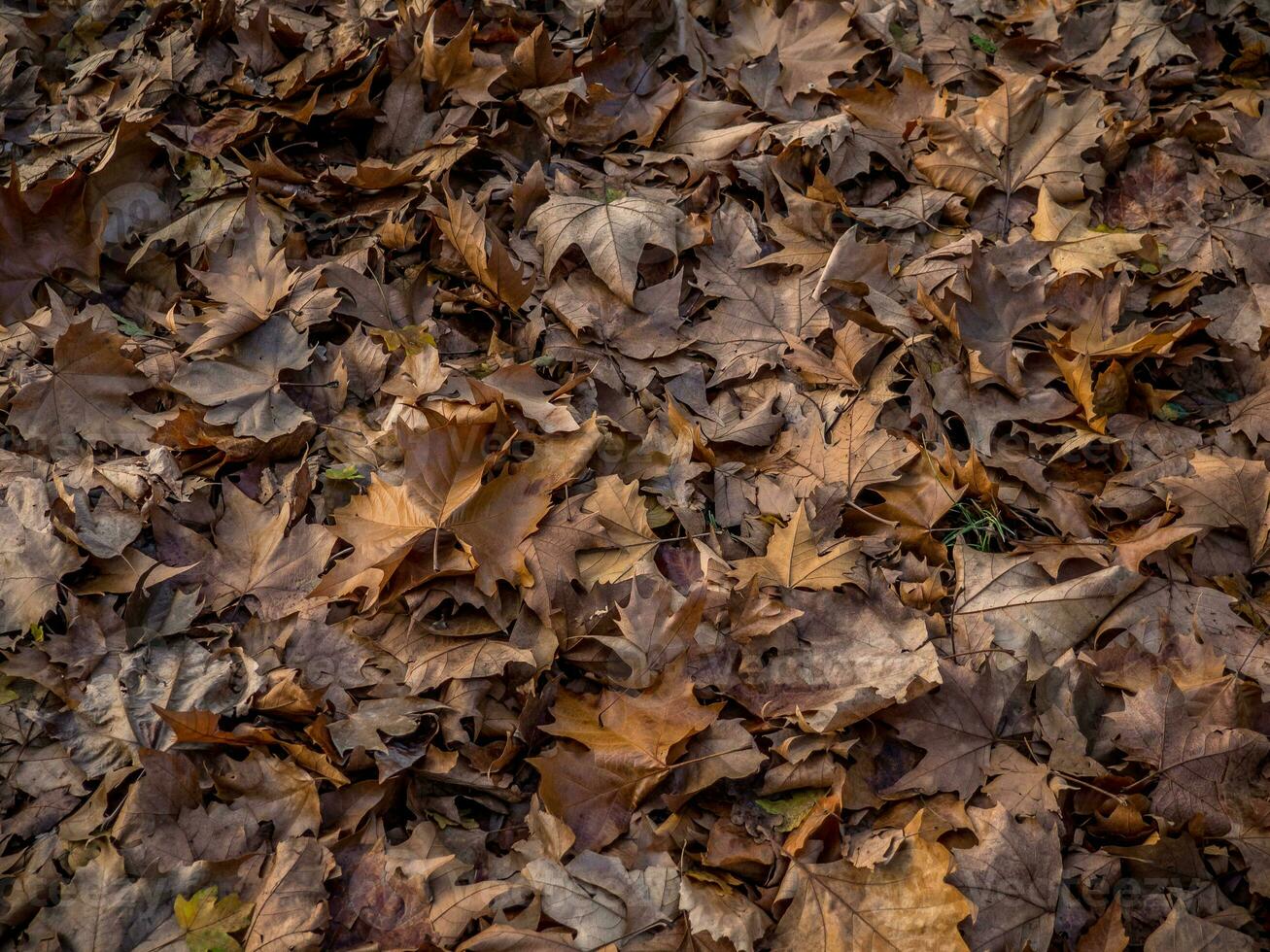 Ground full of fallen brown leaves in late autumn photo