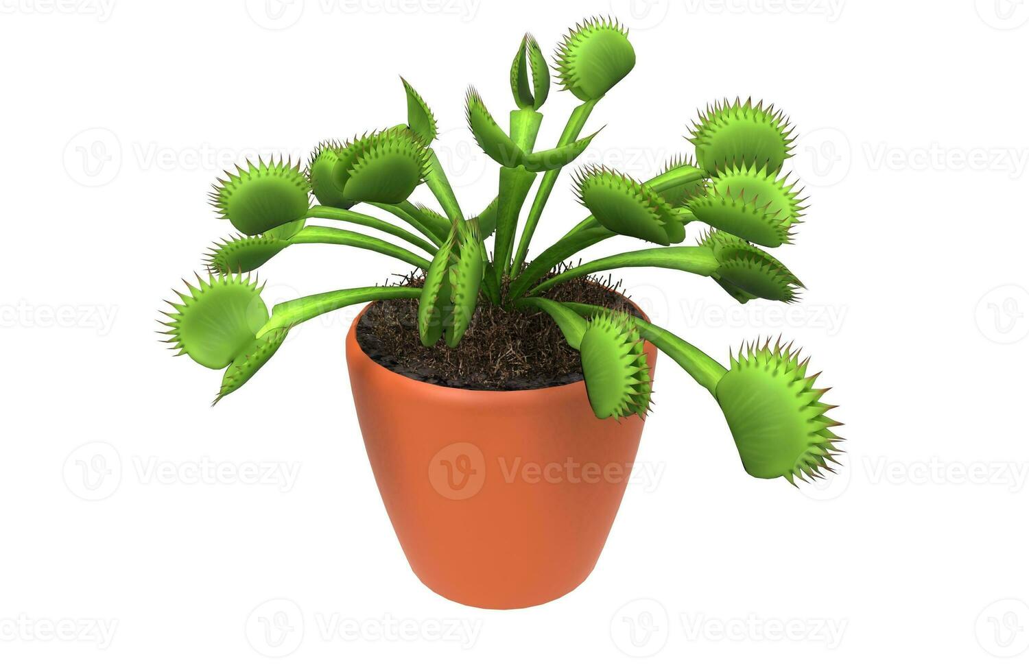 Carnivorous plant - isolated on black background photo