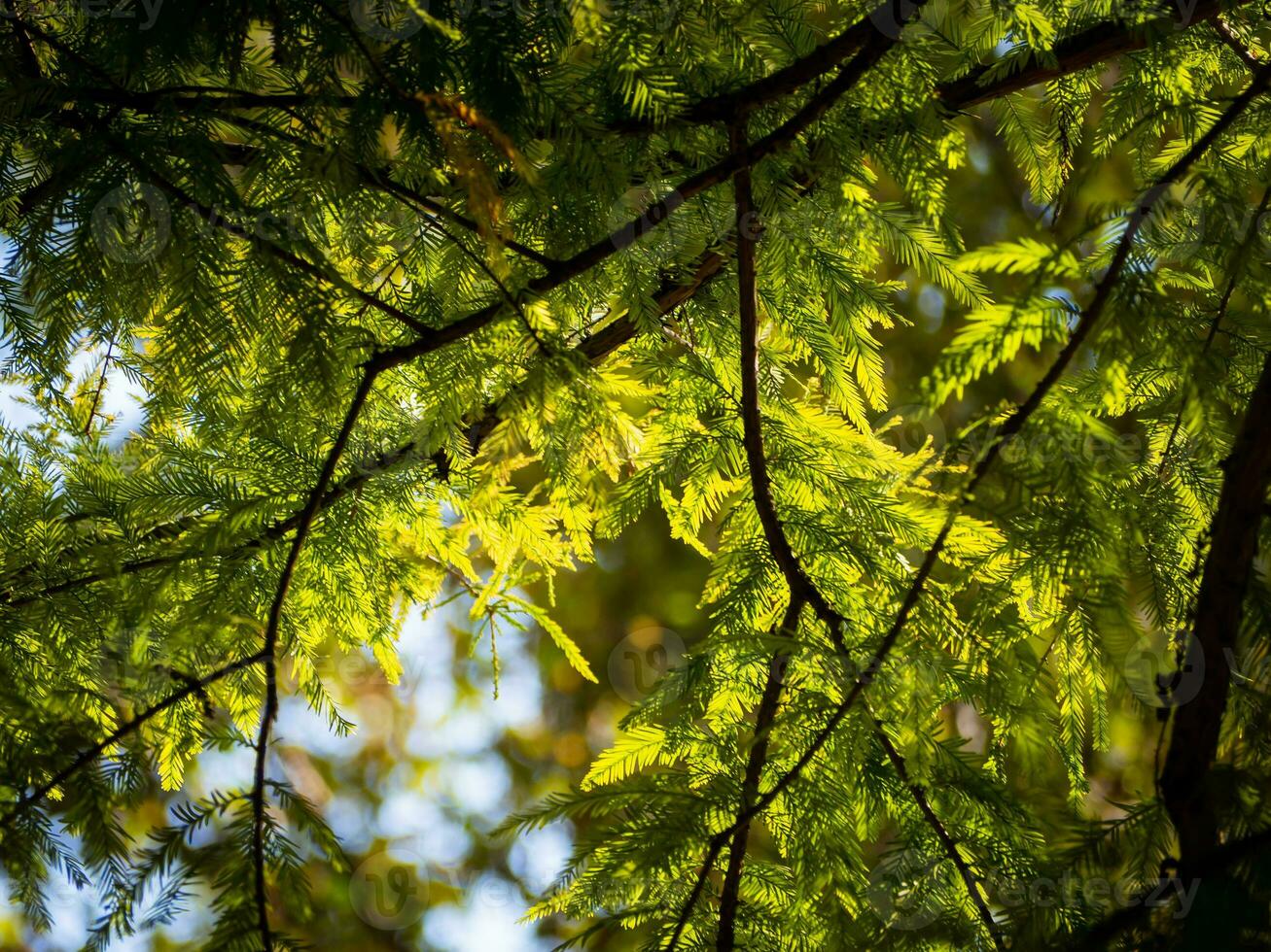 árbol pabellón en un calentar soleado día foto