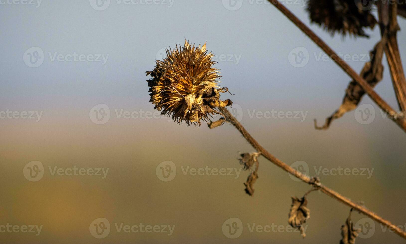 Dry spikey Burdock flower in cold autumn afternoon photo