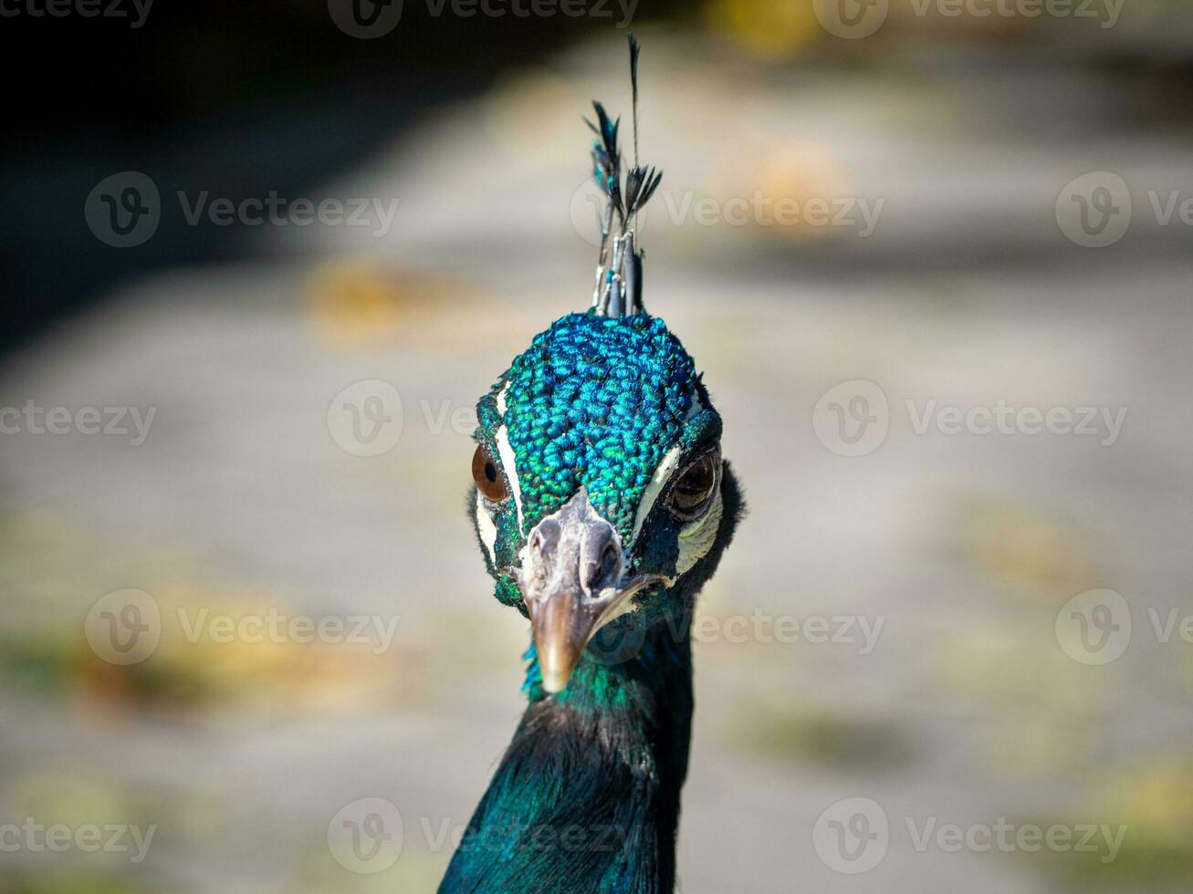 Shiny blue and green peacock - head closeup shot photo