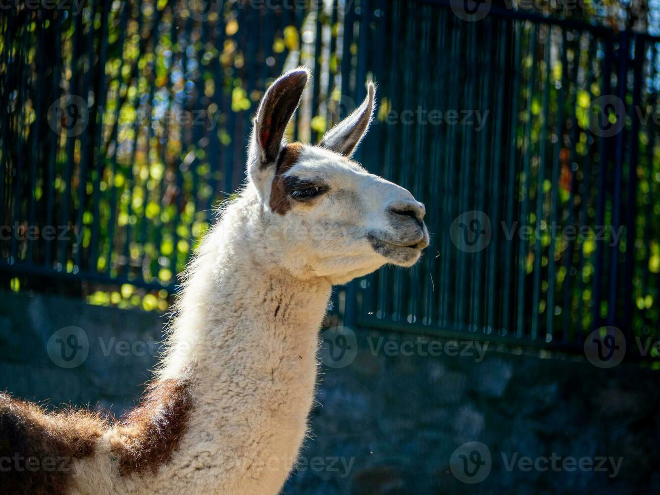 Llama with white fur with  brown patches photo