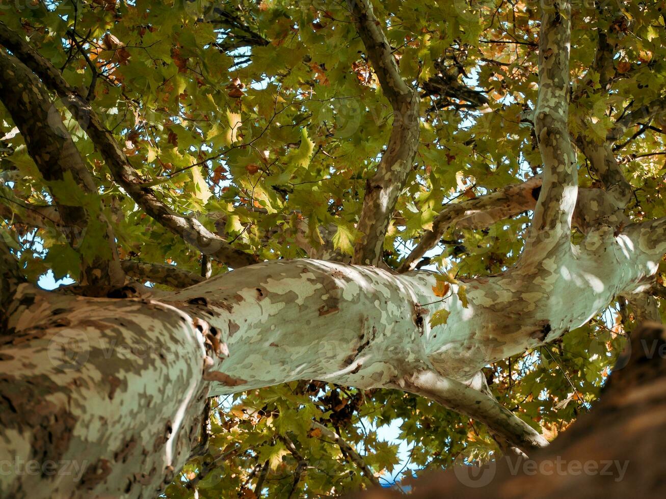 Beautiful leaves canopy of a big sycamore tree on a sunny autumn day photo