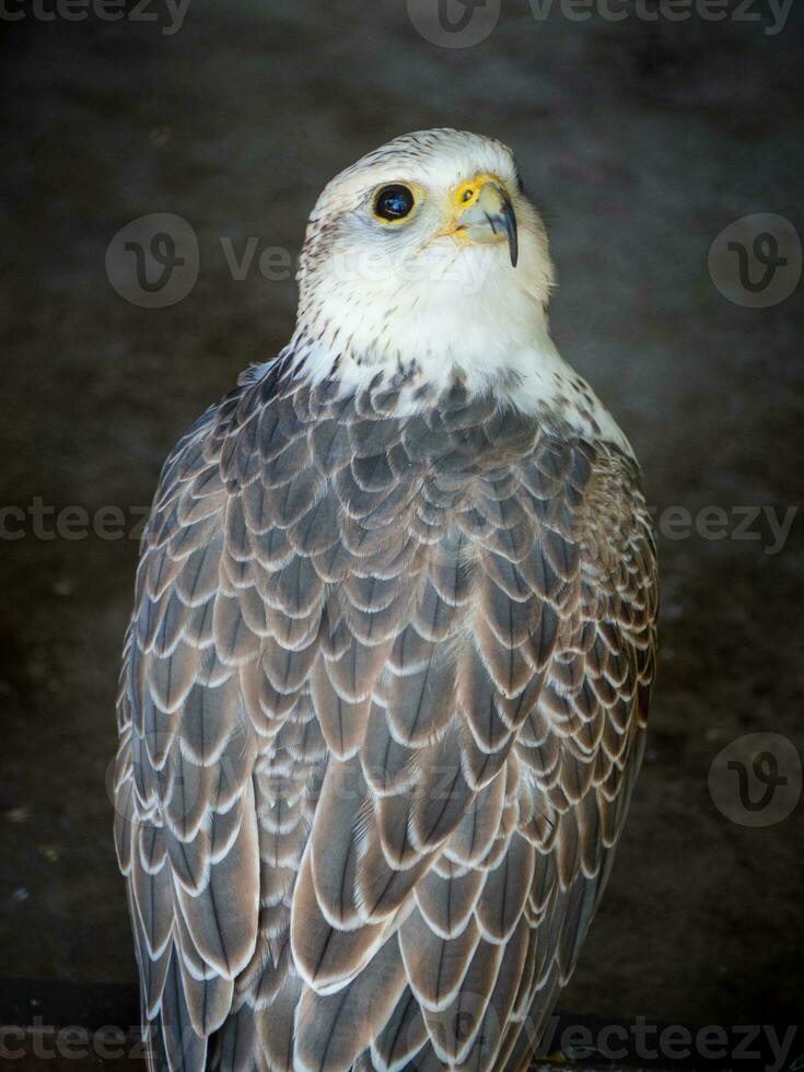 Beautiful white headed arabic falcon photo