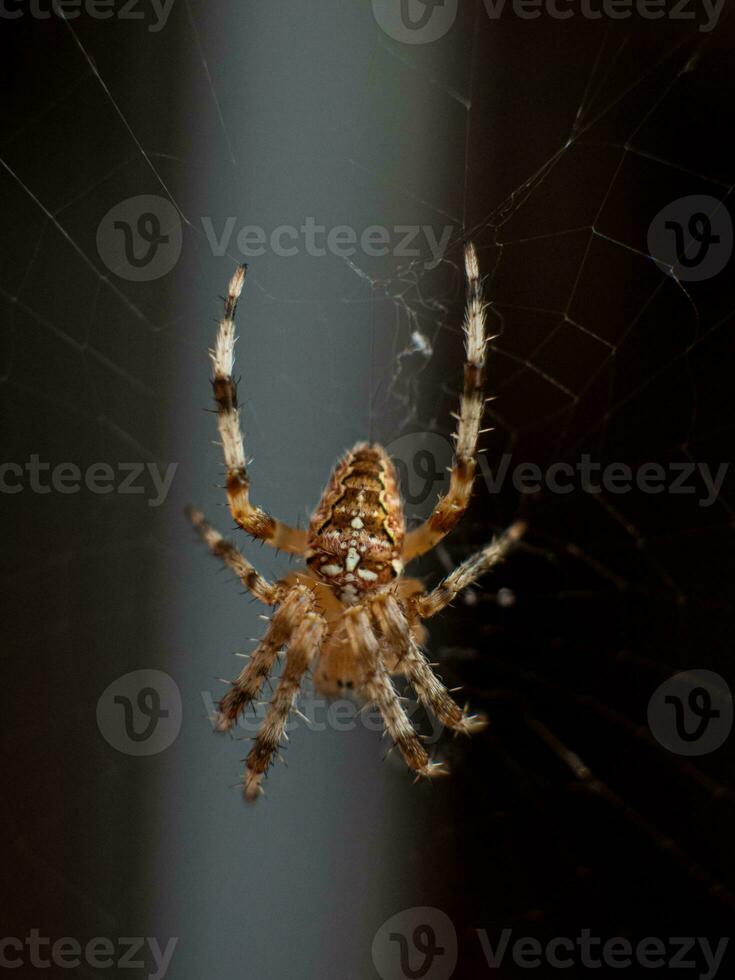 Cross Spider in the center of the spider web photo