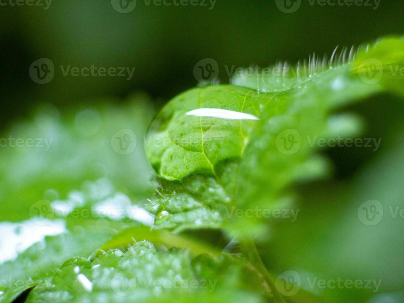Drop of rain on a green leaf - macro shot photo