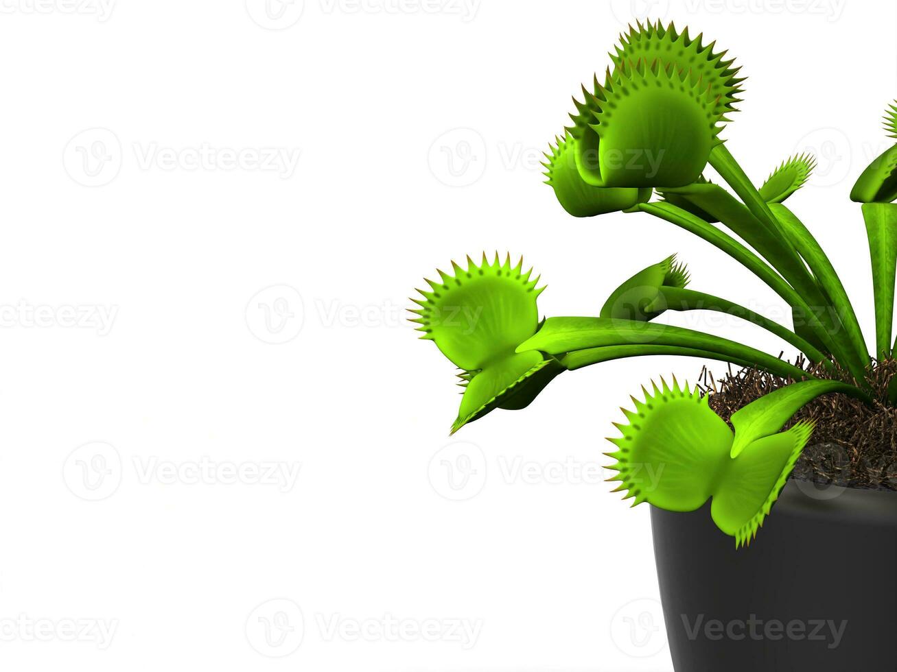 Green venus flytrap plant in a small black pot - closeup shot photo