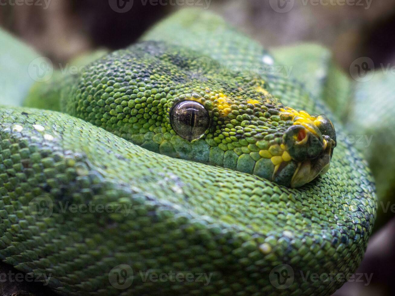 hermosa brillante verde árbol pitón serpiente con gris ojos enroscado arriba foto