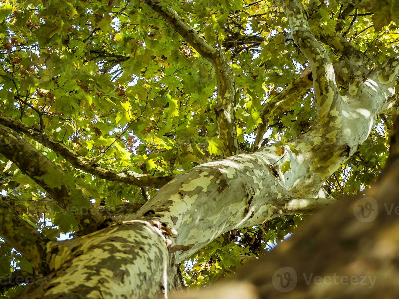 Beautiful foliage canopy of a big sycamore tree on a sunny autumn day photo