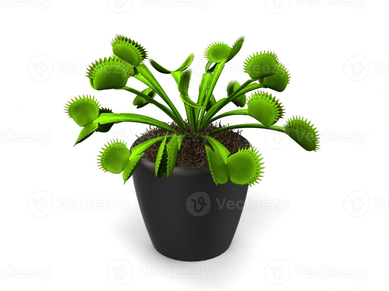 Green venus flytrap plant in a small black pot photo