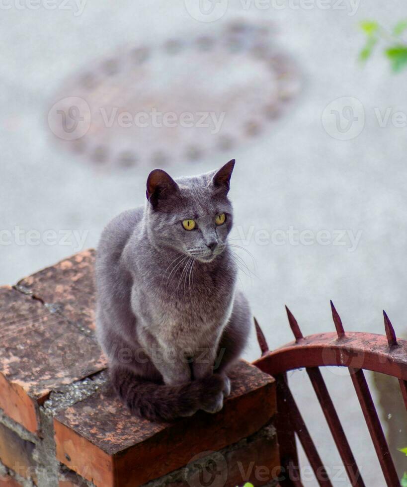 ruso azul gato con brillante amarillo ojos en pie en un ladrillo pilar foto