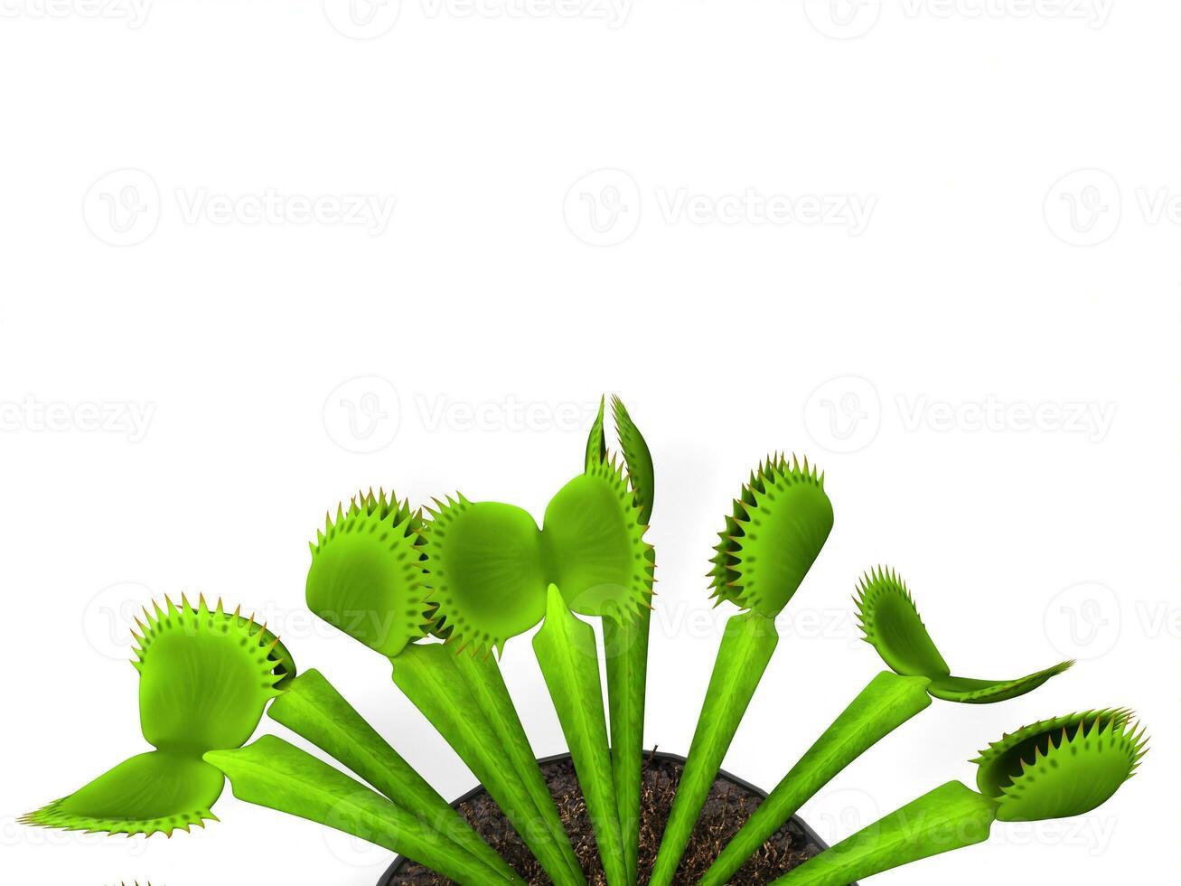Green venus flytrap plant - closeup shot photo
